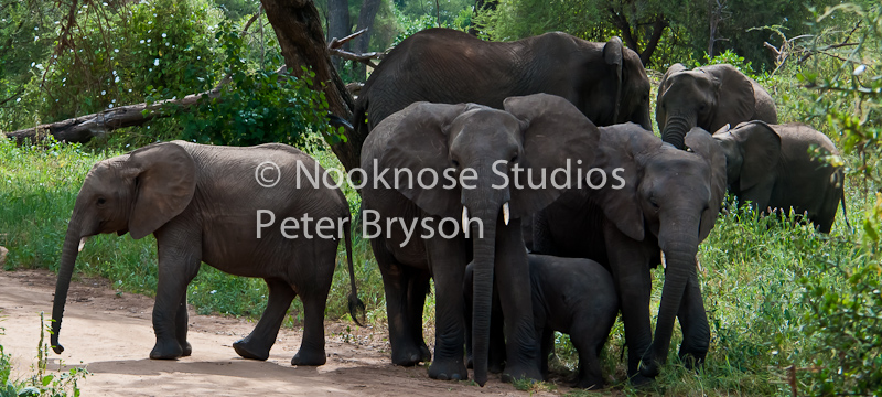African Elephants  05